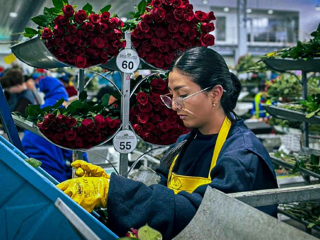 Automatización industrial para el sector florícola en Ecuador